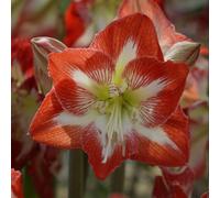 Thompson & Morgan Amaryllis Minerva Bulb - Large Red Blooms - Easy Houseplant For Indoor Winter/spring Shows
