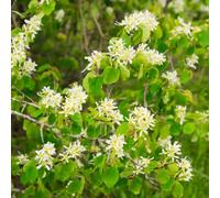 Thompson & Morgan Thompson & Morgan Hedge Snowy Mespilus (amelanchier Canadensis) 1 Br Tree