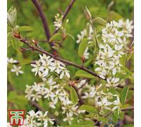 Thompson & Morgan Amelanchier (Juneberry) Canadensis 3 Litre Potted Plant X 1