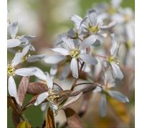 Thompson & Morgan Amelanchier Lamarckii Multi-Stemmed Bare Root Tree - White Spring Blossom & Autumn Colour - Hardy Ornamental
