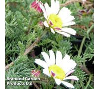 Thompson & Morgan Anacyclus Depressus 1 Litre Potted Plants X 1