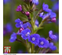 Thompson & Morgan Anchusa Azurea Dropmore 9Cm Potted Plant X 1