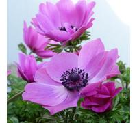 Thompson & Morgan Anemone Coronaria Harmony Orchid 1 Litre Potted Plant X 1