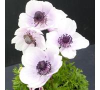 Thompson & Morgan Anemone Coronaria Harmony Pearl 1L Pot - Pearly White/pink Blooms Early Spring Perennial For Borders/containers