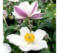 Thompson & Morgan Anemone Elfin Swan 2 Litre Potted Plants X 1