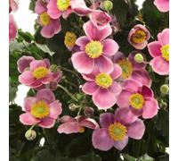 Thompson & Morgan Anemone Hupehensis Praecox - Deep Pink Japanese Anemone Bee Attracting Hardy Perennial 1L Pot
