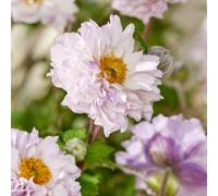 Thompson & Morgan Anemone Hybrid Frilly Knickers 9Cm Potted Plant X 3
