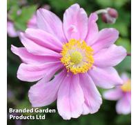 Thompson & Morgan Anemone Hybrida Serenade 1 Litre Potted Plant X 1