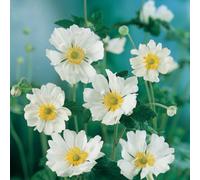 Thompson & Morgan Anemone Hybrida Whirlwind 1 Litre Potted Plant X 1