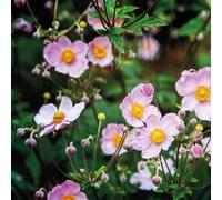 Thompson & Morgan Anemone Japanese Collection Bare Roots x 3