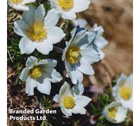 Thompson & Morgan Anemone Pulsatilla Vulgaris Alba 9Cm Potted Plant X 1
