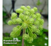 Thompson & Morgan Angelica Archangelica 1 Seed Packet