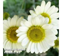 Thompson & Morgan Anthemis Tinctoria Sauce Hollandaise 1 Litre Potted Plant X 1
