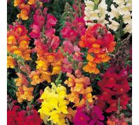 Thompson & Morgan Antirrhinum Illumination Mix 1 Seed Packet (2400 Seeds)