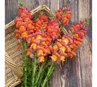 Thompson & Morgan Antirrhinum Majus Dark Orange Potomac F1 1 Seed Packet