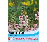 Thompson & Morgan Antirrhinum majus Lucky Lips 1 Seed Packet (200 Seeds), Purple