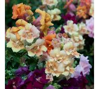 Thompson & Morgan Antirrhinum 'Mini Butterflies Mixed' Garden Ready...