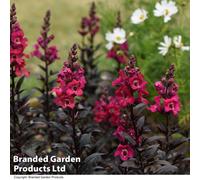 Thompson & Morgan Antirrhinum Mini Cherry Cola 1 Seed Packet (50 Seeds)