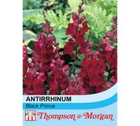Thompson & Morgan Antirrhinum Nanum Black Prince 1 Packet (750 Seeds), Red