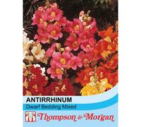 Thompson & Morgan Antirrhinum Nanum Dwarf Bedding Mixed 1 Seed Packet (3000 Seeds)