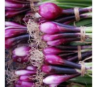 Thompson & Morgan Apache Red Onion - Fast Maturing Small Space Easy Grow Nutritious - 1X Seed Packet
