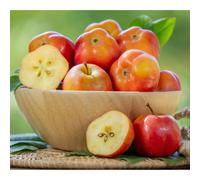 Thompson & Morgan Apistar Apple Tree (Malus Domestica) - Unique Star Fruit Ancient Dessert/culinary Variety M111 Rootstock 5L Pot