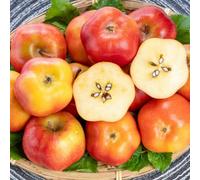 Thompson & Morgan Apple Apistar - Sweet & Tangy Long Keeper Disease Resistant Late Harvest Culinary/decorative Use. 2 Bare Root Trees