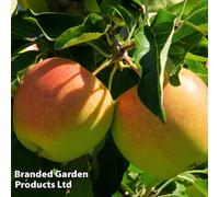 Thompson & Morgan Apple Cox Orange (Self Fertile) (mm106) 12 Litre Potted Plant X 1