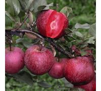 Thompson & Morgan Apple (Malus) Baya Marisa 9Cm Potted Plant X 3