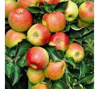 Apple Jonagold - Versatile Cross Between Jonathan and Golden Delicious (M9) Low Stem 24cm Pot x 1 by Thompson & Morgan