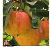 Thompson & Morgan Apple (Malus) Mini Gala 9Cm Pot X 1