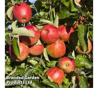 Thompson & Morgan Apple (Malus) Queen Cox (Self Fertile) (M26) 1 Bare Root Tree