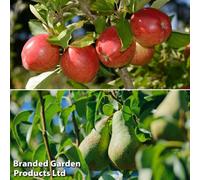 Thompson & Morgan Apple & Pear - Fruit Tree Duo - 4 Bare Root Trees