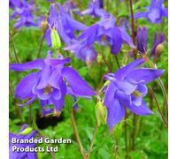 Thompson & Morgan Aquilegia Alpina 1 Litre Potted Plant X 1