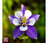 Thompson & Morgan Aquilegia Caerulea Blue Star 1 Litre Potted Plant X 2