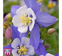 Thompson & Morgan Aquilegia Caerulea Dragonfly 1 Litre Potted Plant X 1