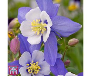 Thompson & Morgan Aquilegia Caerulea Dragonfly 1 Litre Potted Plant X 1