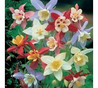 Thompson & Morgan Aquilegia Caerulea Mrs Scott-Elliott 1 Litre Potted Plant X 1