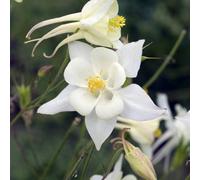Thompson & Morgan Aquilegia Caerulea White Star 1 Litre Potted Plant X 1
