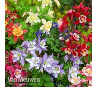 Thompson & Morgan Aquilegia Mrs Scott Elliot 24 Plug Plants