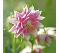 Thompson & Morgan Aquilegia Nora Barlow Seeds - Double Pink & White Columbine - Hardy Perennial - Sun/shade - Cottage Garden Flower - 50 Seeds