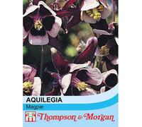 Thompson & Morgan Aquilegia Vulgaris Magpie 1 Packet (75 Seeds)
