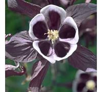 Thompson & Morgan Aquilegia vulgaris William Guinness 1 Litre Potted Plant x 1