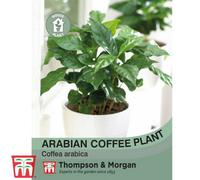 Thompson & Morgan Arabian Coffee Plant 1 Seed Packet (30 Seeds)