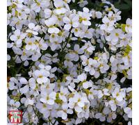 Thompson & Morgan Ara aucasica Snowcap 1 Litre Potted Plant X 1
