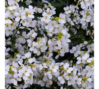 Thompson & Morgan Ara aucasica Snowcap 9Cm Potted Plant X 2