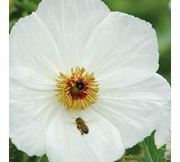 Thompson & Morgan Argemone Platyceras 1 Seed Packet
