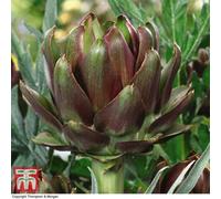 Thompson & Morgan Artichoke Italian Purple 1 Seed Packet (25 Seeds), Purple