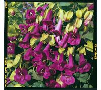 Thompson & Morgan Asarina Purpusii Victoria Falls 1 Seed Packet (20 Seeds)