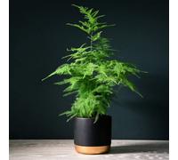 Thompson & Morgan Asparagus Fern 1 Seed Packet (Approx 250 Seeds)